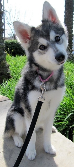 Photo:  Alaskan Klee Kai